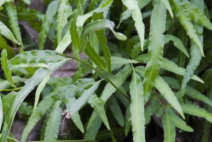  p>剑叶凤尾蕨(学名: i>pteris ensiformis /i> burm.