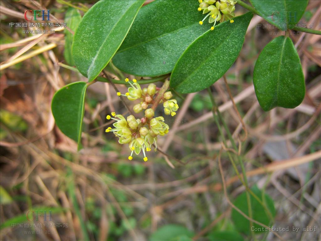  p>木质 a href="#">藤本 /a>,幼时为 a href="#">灌木 /a>状;茎枝着