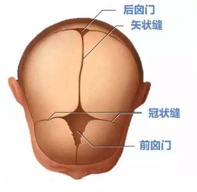 后囟门靠近头枕部,是两侧顶骨与枕骨之间的骨缝形成的三角形间隙;前