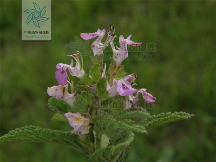  p>黑龙江香科科(学名:teucrium ussuriense komarov)是管状花目下一