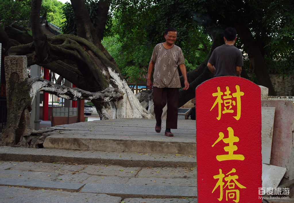 树生桥,位于顺德<a target="