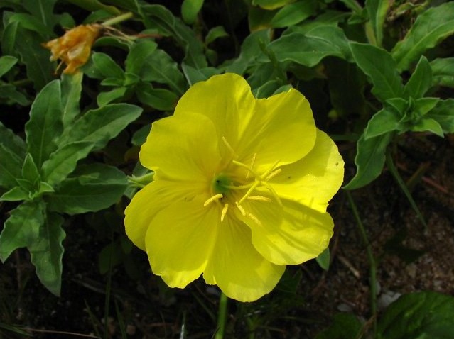  p> a href="#" data-lemmaid="3285129">曲序月见草 /a>,拉丁文名