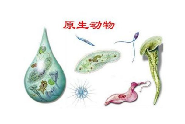原生生物界 全网资源