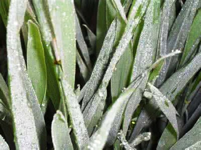  p>黏虫又名东方黏虫,俗称剃枝虫,行军虫,五色虫.全国各均有分布.