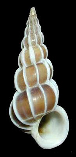  p>棕色海蛳螺(学名:epitonium lamellosum)雌雄异体.