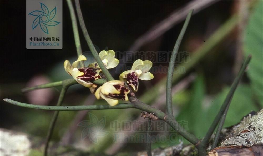  p>钗子股(学名: i>luisia morsei /i>  rolfe):茎直立或斜立,坚硬