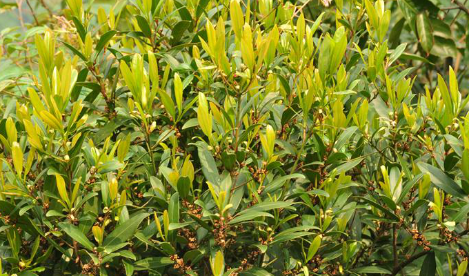  p>密花树属( a href="#" data-lemmaid="8074290">学名 /a>:rapanea)