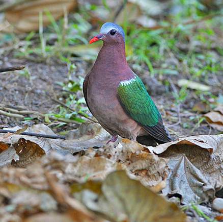  p>绿翅金鸠,鸟名,为鸠鸽科金鸠属的鸟类,俗名 a target="_blank"