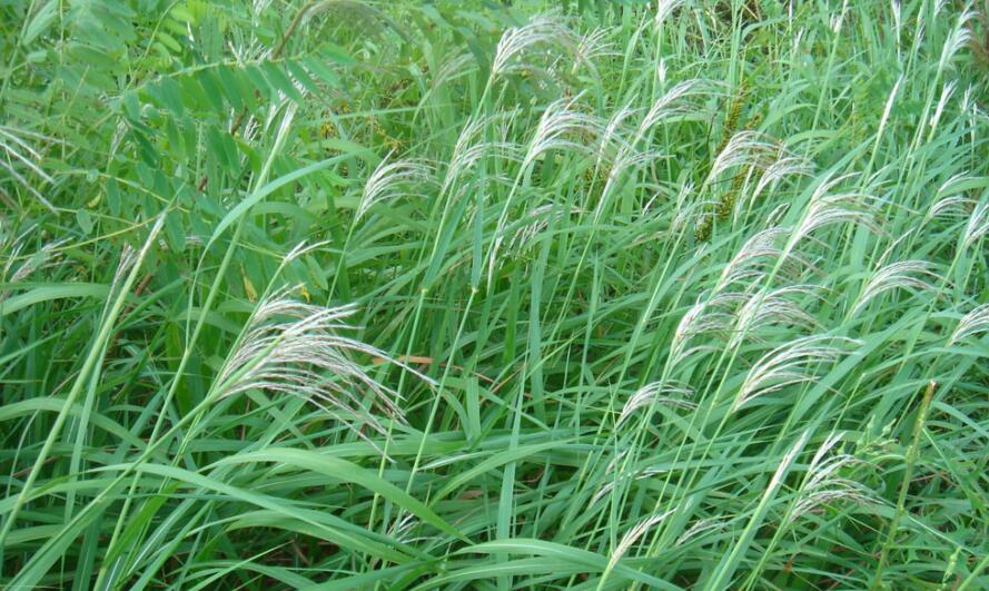 bothriochloa ischaemum (l.) keng