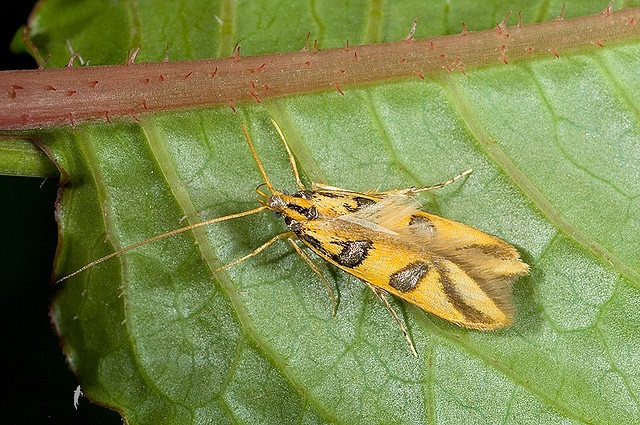 et wang,1987), a target="_blank" href="/item/钩蛾科/10081547"