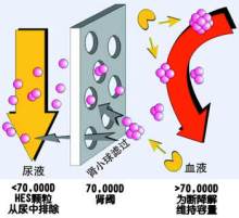 腎小球?yàn)V過(guò)作用將藥物代謝掉