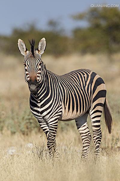 equus zebra