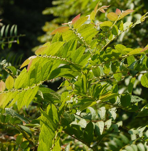 为大戟科算盘子属植物毛果算盘子 i>glochidion eriocarpum /i> champ