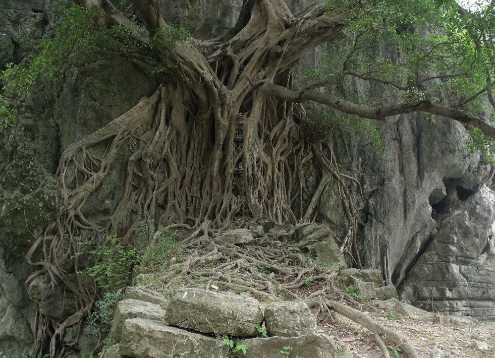  p>丛生灌木状,高2.5—5米,直径约2—2.