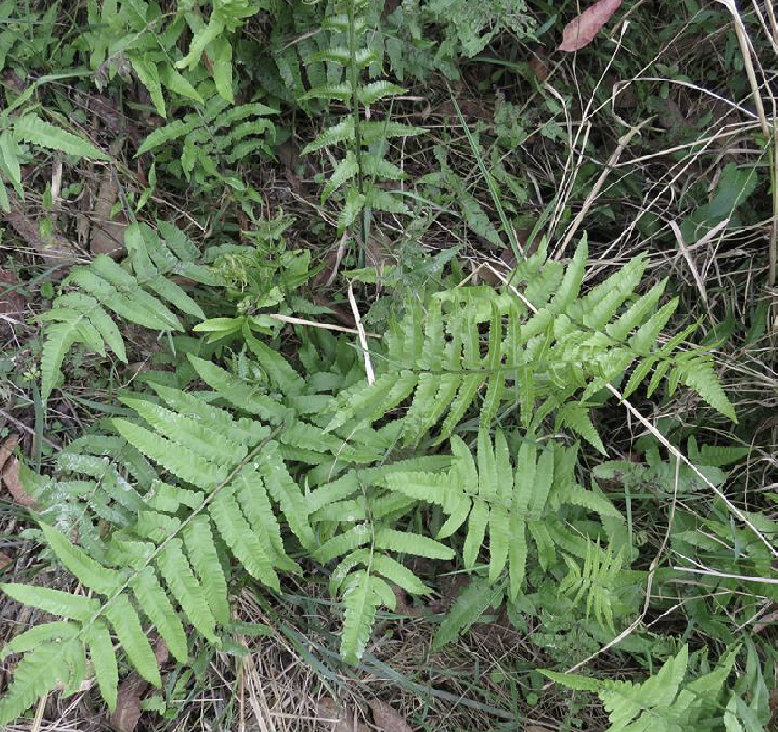callipteris esculenta (retz.) j. sm. ex moore et houlst.