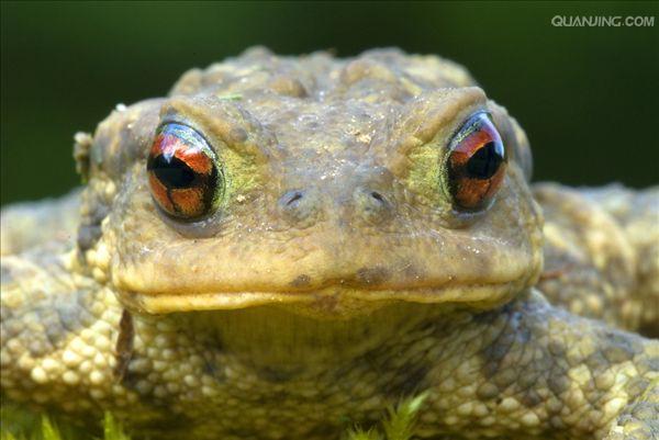  p>蟾蜍,也叫 a target="_blank" href="/item/蛤蟆">蛤蟆 /a>há ma