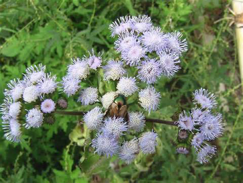 p>藿香蓟(学名: i>ageratum conyzoides /i>  l.