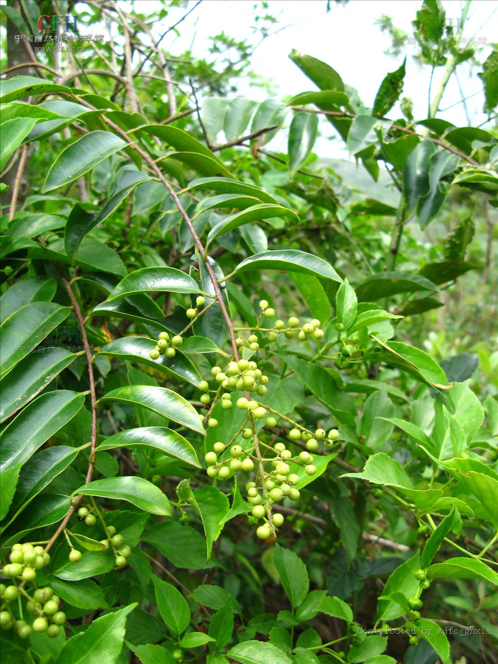  p>平叶酸藤子( i>embelia undulata  /i>(wall.