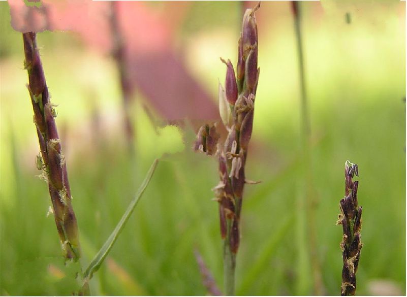  p>结缕草(学名: i>zoysia japonica /i>  steud),为禾本科,结缕草属