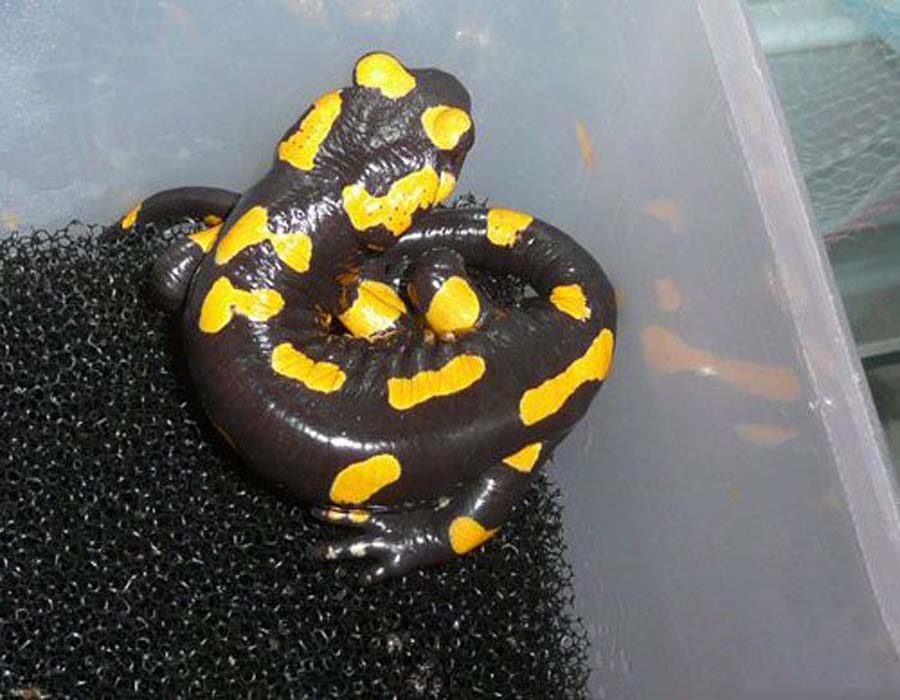  p>火蝾螈(学名:salamandra salamandra),又名真螈,火螈,可能是欧洲最