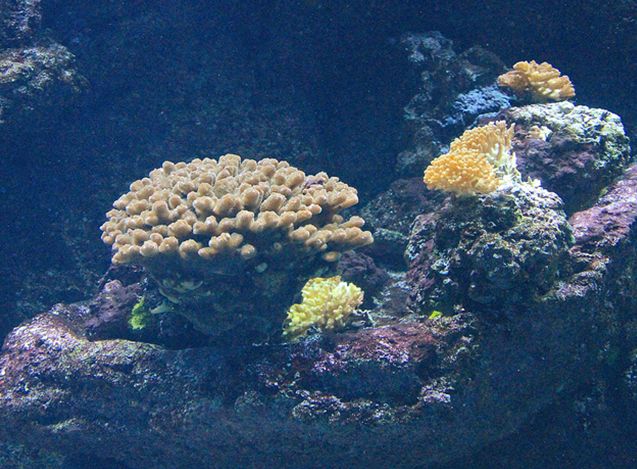  p>鹿角杯形珊瑚(学名: i>pocillopora damicornis /i>):是珊瑚纲,杯