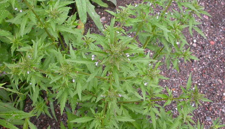  p>水棘针属(学名:amethystea linn.