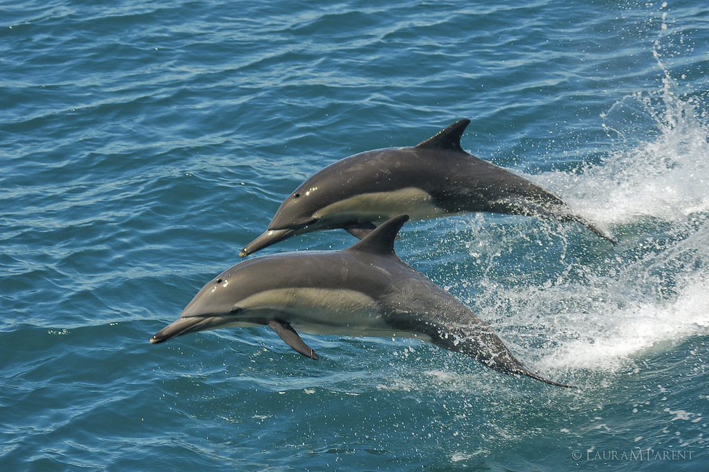  p>长吻真海豚(学名: i>delphinus capensis /i>)基本外形与 a target