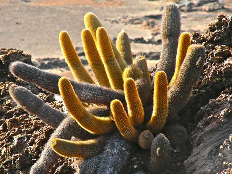 brachycereus nesioticus