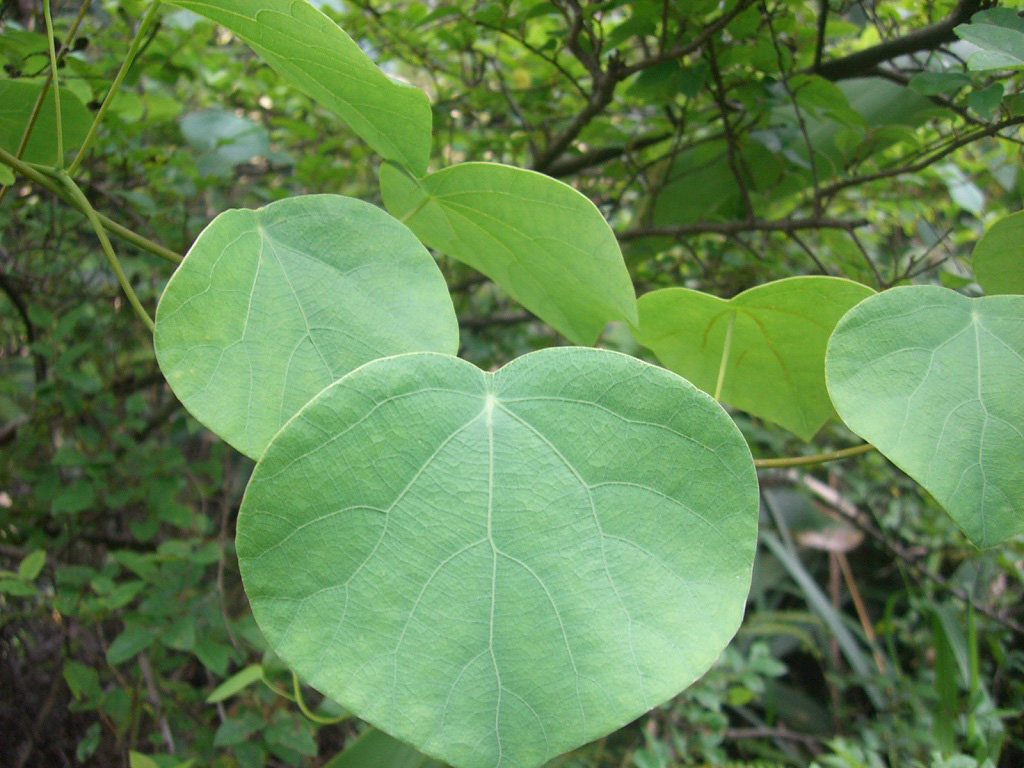 为防己科植物粉防己 i>stephania tetrandra s.moore /i>的干燥根.