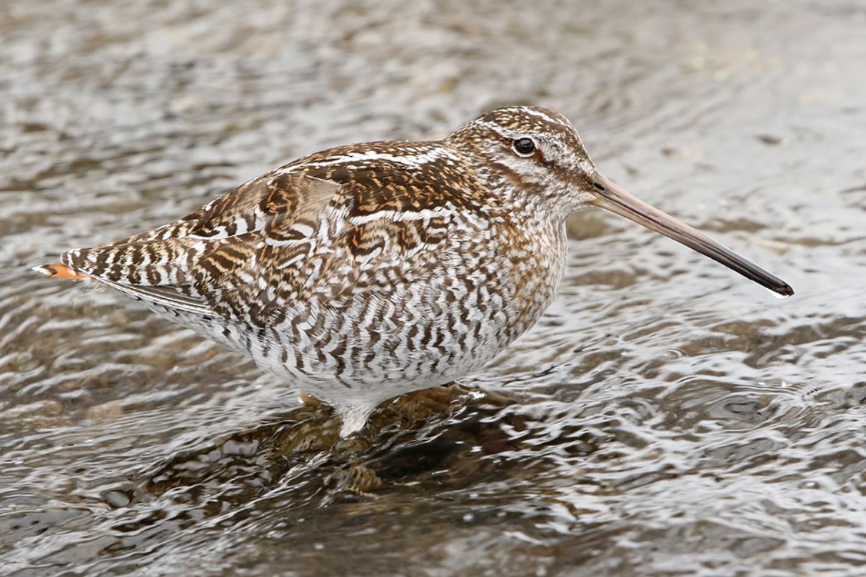  p>孤沙锥(学名: i>gallinago solitaria /i>): 是鸟纲,鹬科的小型 a