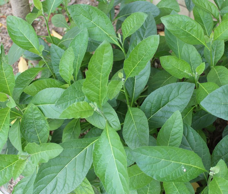 bracheilema paniculatum r.br.