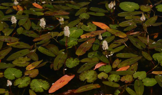 两栖蓼（蓼科蓼属植物）_百度百科