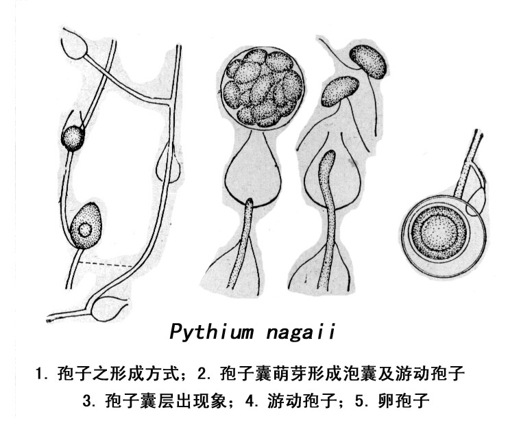 门 /a>(mastigomycotina), a href="#" data-lemmaid="11055182">卵菌