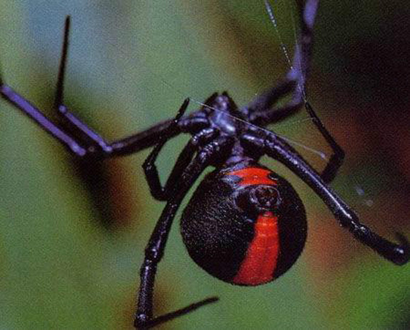 澳大利亚红背蜘蛛