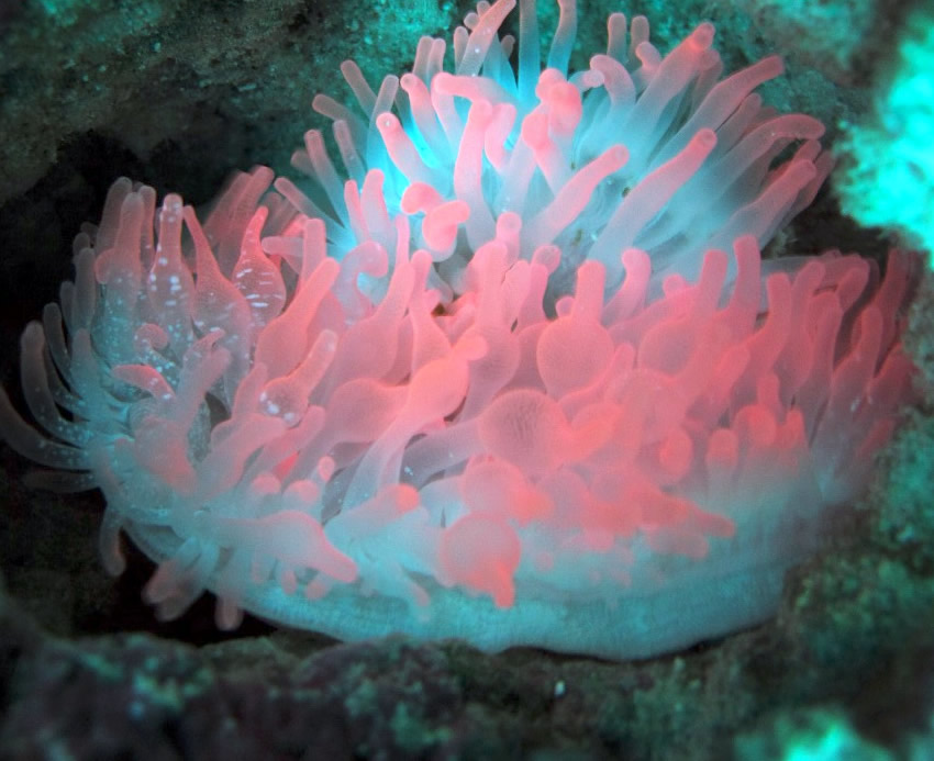  p>奶嘴海葵又称拳头海葵,学名樱蕾篷锥海葵,英文名:bulb anemone