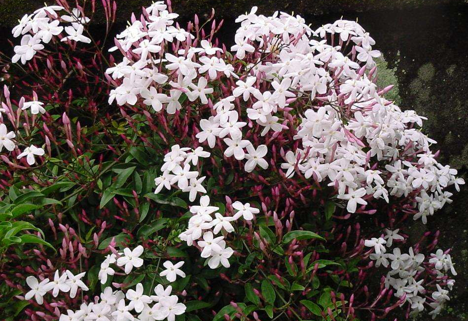  p>素方花(学名: i>jasminum officinale /i> l.)是木犀科素馨属植物.