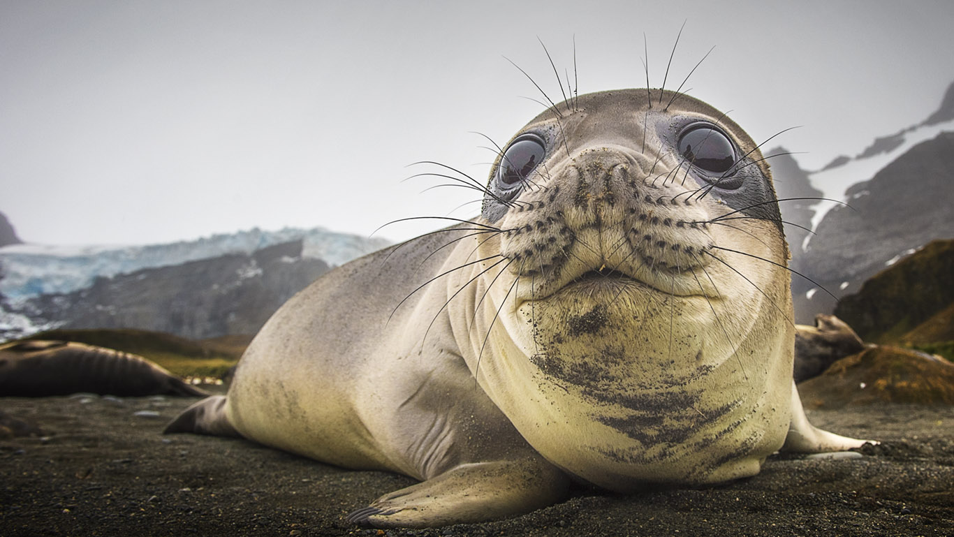  p>南极毛皮海狮(学名:arctocephalus gazella)又叫 a target="_blank