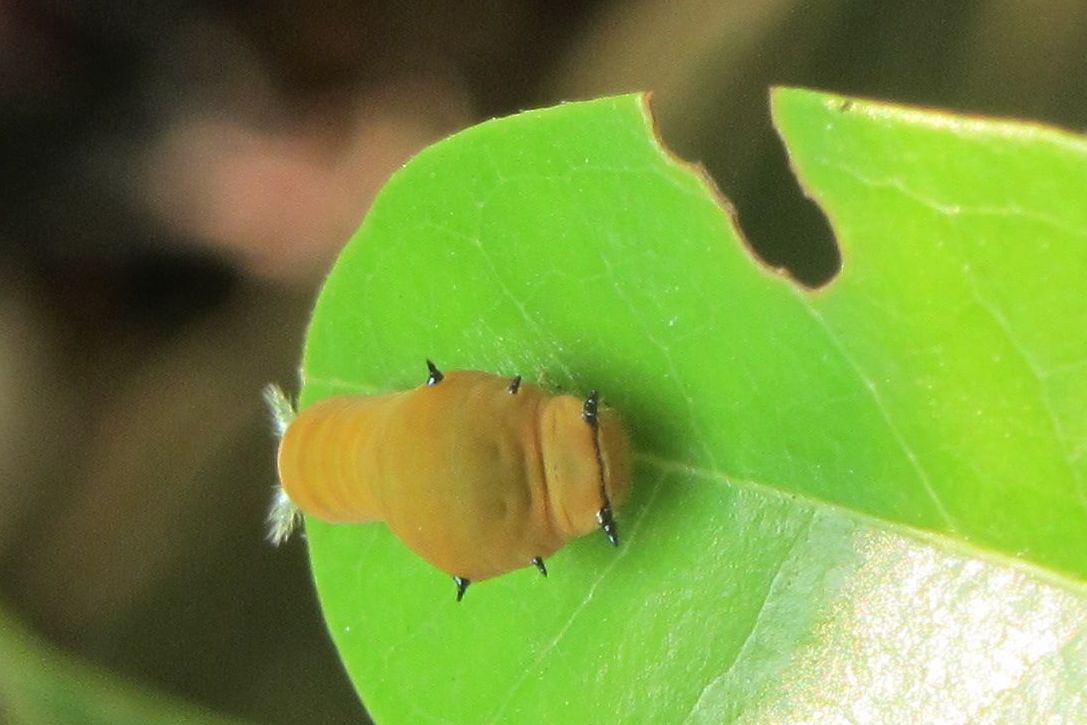  p>青凤蝶,学名graphium sarpedon ,是一种 a hr