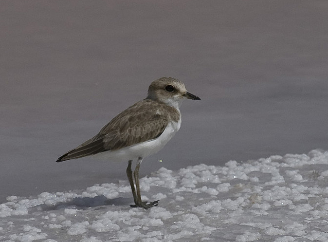 charadrius alexandrinus