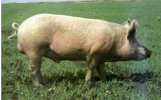 ="144602">英国 /a>输入的大白猪,经长期驯化和选育,于1925年列入苏联