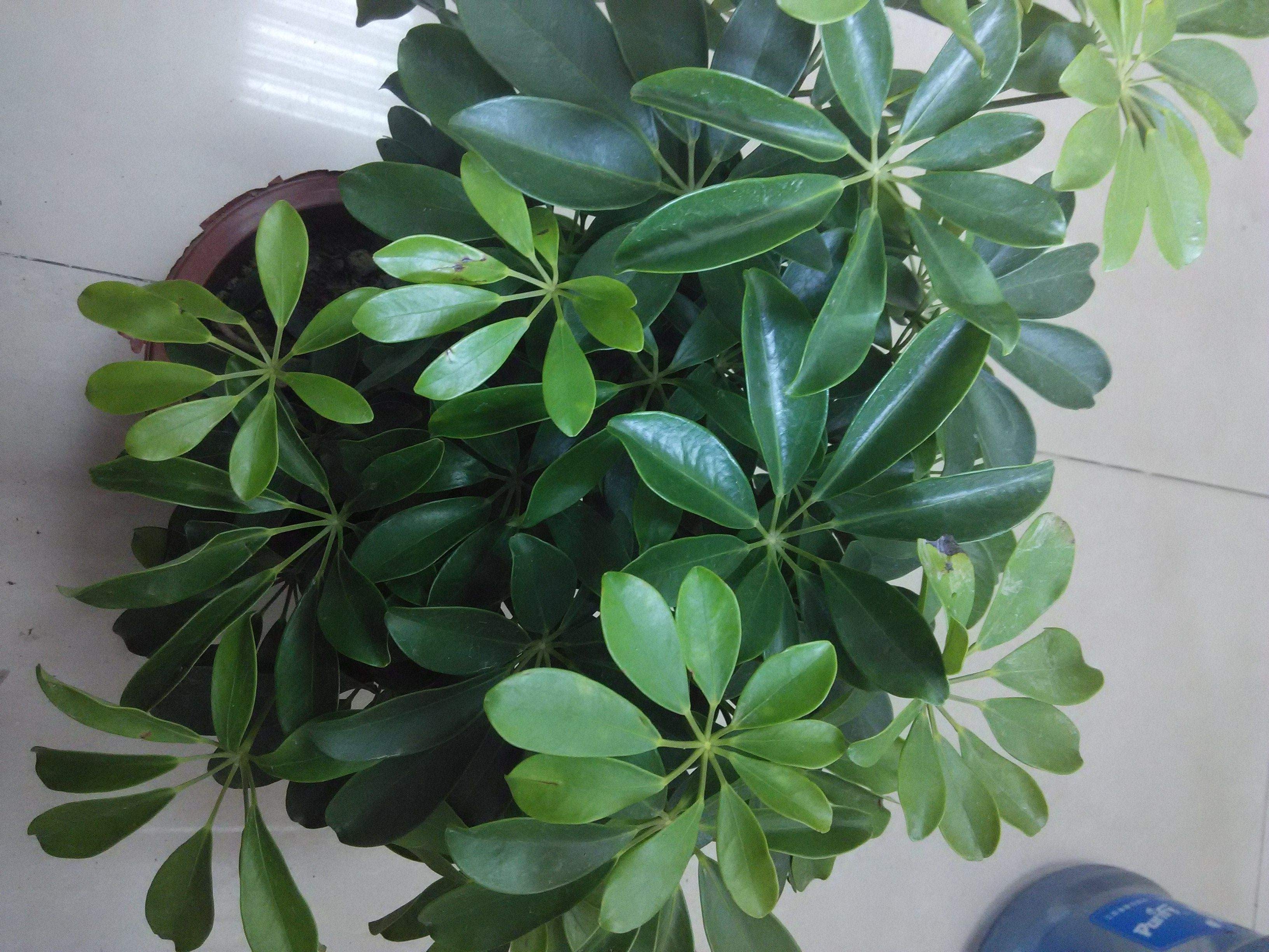 五加科,鹅掌柴属藤状灌木,叶柄纤细,圆锥花序顶生,花白色,花期7月