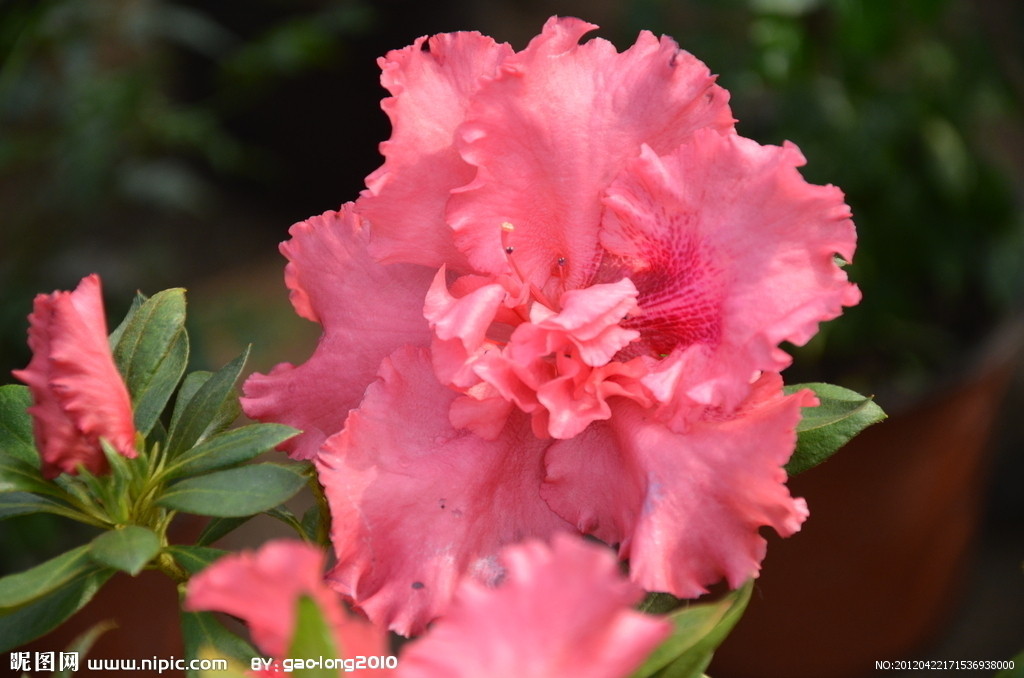  p> b>美艳杜鹃 /b>(学名: b> i>rhododendron /i> /b> i>  /i> b> i>