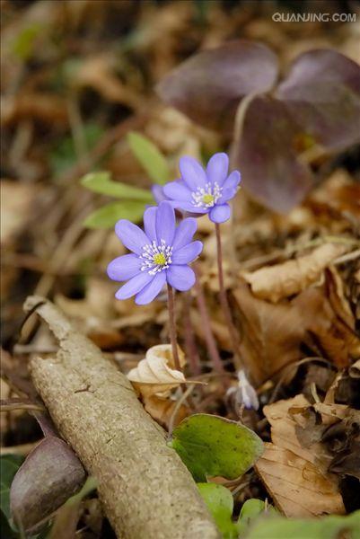hepatica nobilis var. asiatica (nakai) hara