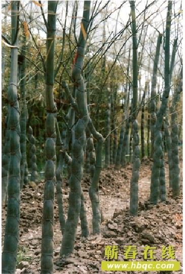  p>蕲竹源于桃枝竹,别名笛竹,丛竹,孝顺竹,蓬莱竹等.