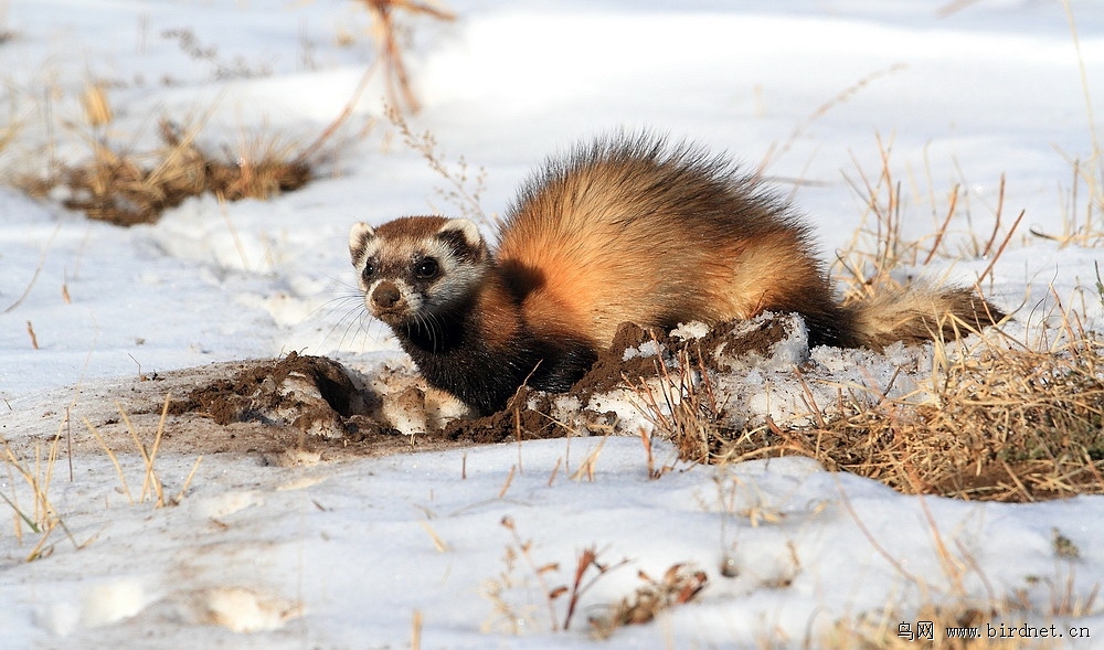 ="25414">艾虎 /a>,地狗,是 a href="#">鼬科 /a>鼬属的小型毛皮动物