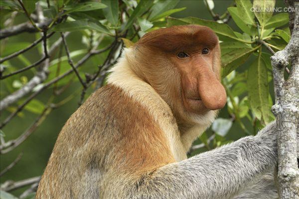  p>长鼻猴(学名: i>nasalis larvatus /i>),是东南亚 a href="#" data