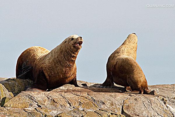  a href="#">北海狮 /a>(学名: i>eumetopias jubatus  /i>),是海狮科