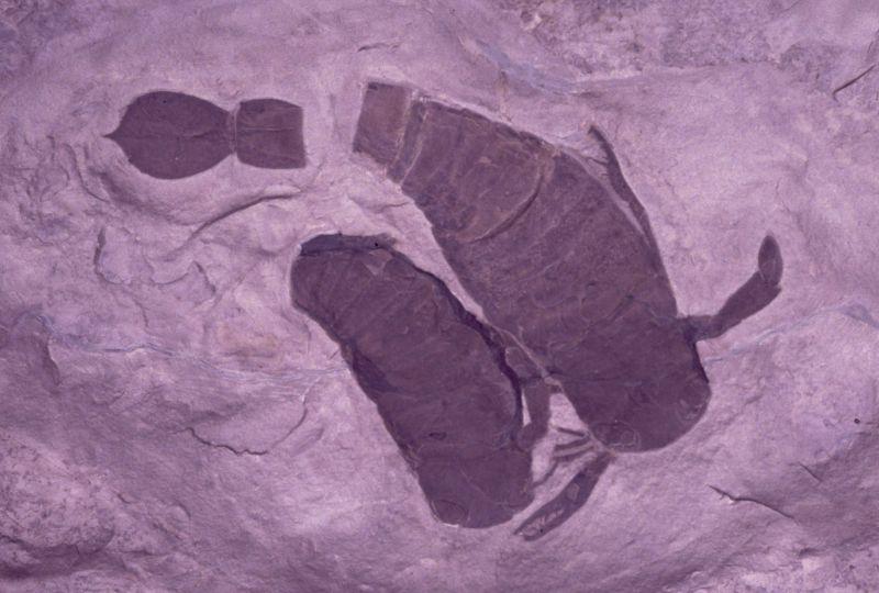  p>翼肢鲎超科pterygotoidea是所有板足鲎鲎类(eurypterid)进化枝中