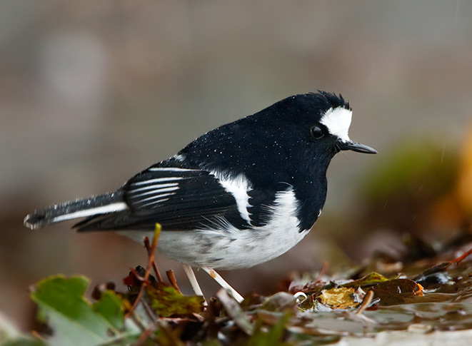  p>小燕尾(学名: i>enicurus scouleri /i>)鸫科燕尾属的一种鸟类,体