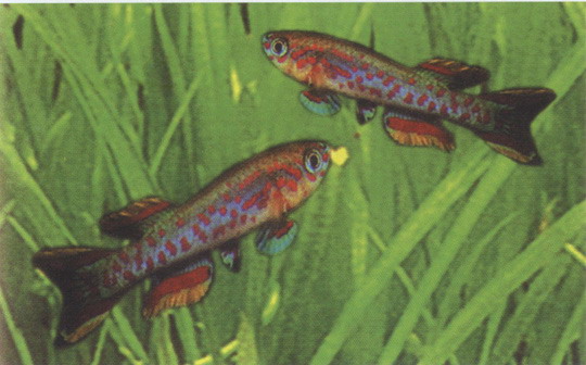  p>五彩琴尾鱼五彩琴尾鱼又名澳洲琴尾鱼.